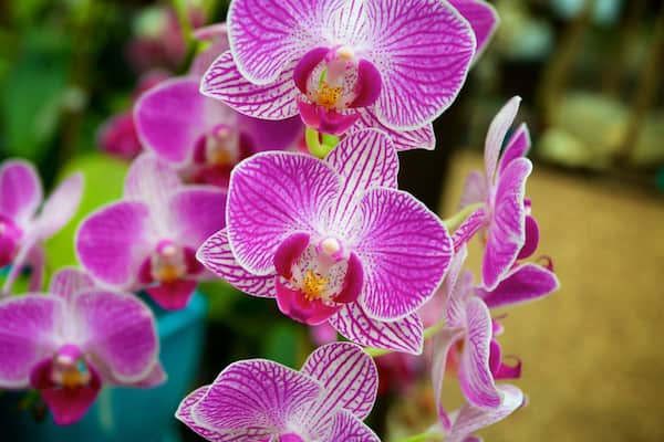 Marie Selby Botanical Gardens which includes wildflowers