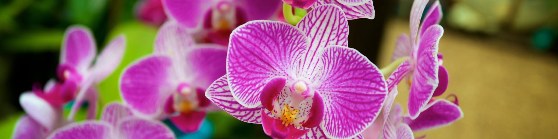 Marie Selby Botanical Gardens which includes wildflowers