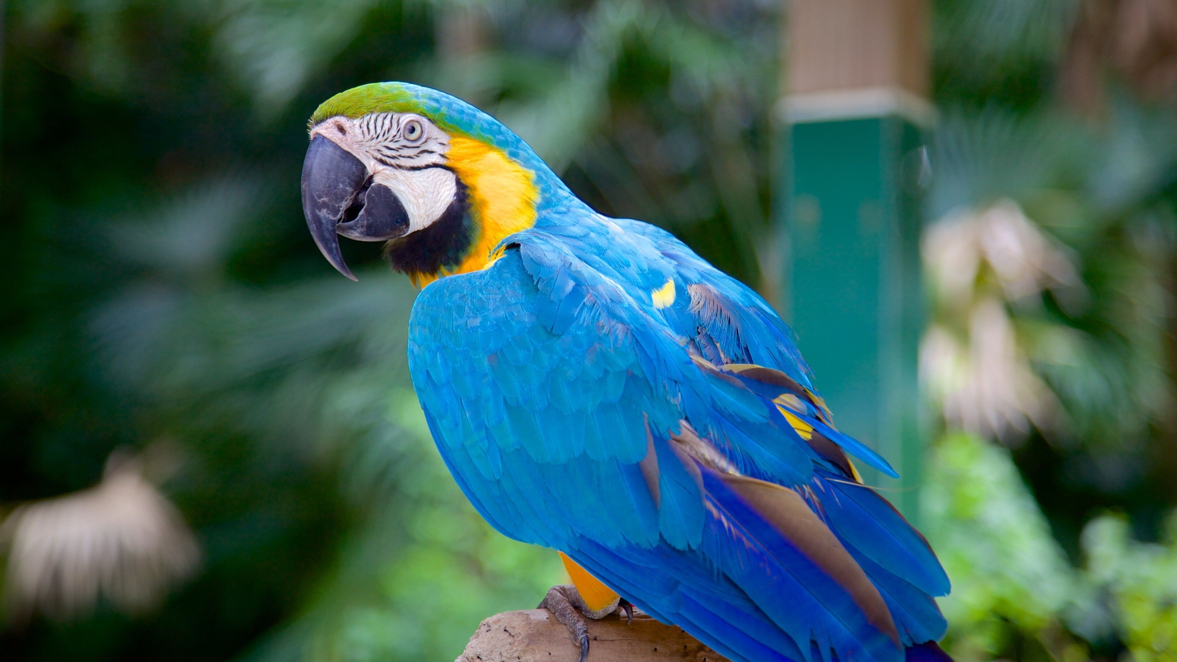 Sarasota Jungle Gardens ofreciendo aves
