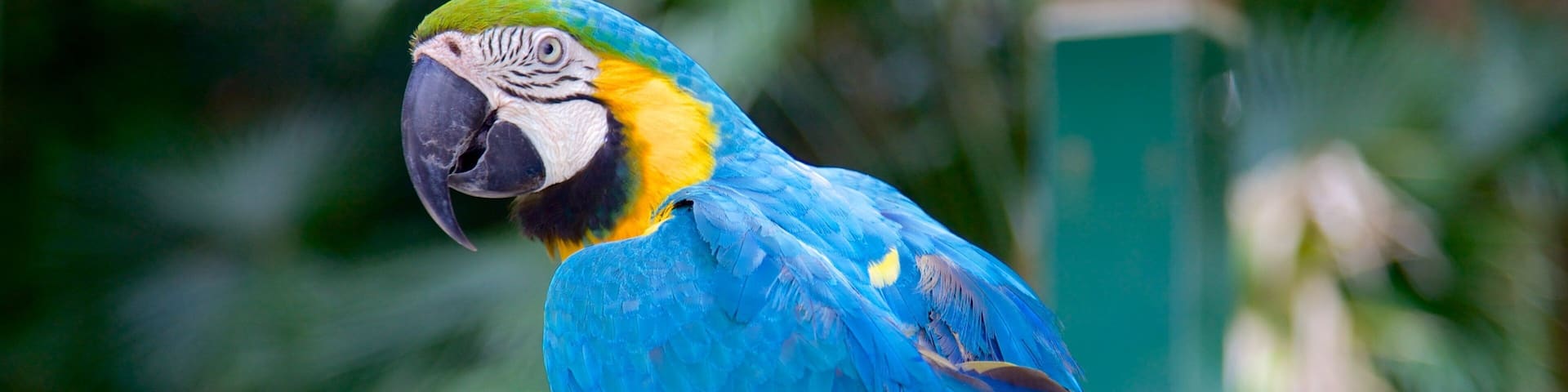 Sarasota Jungle Gardens showing bird life