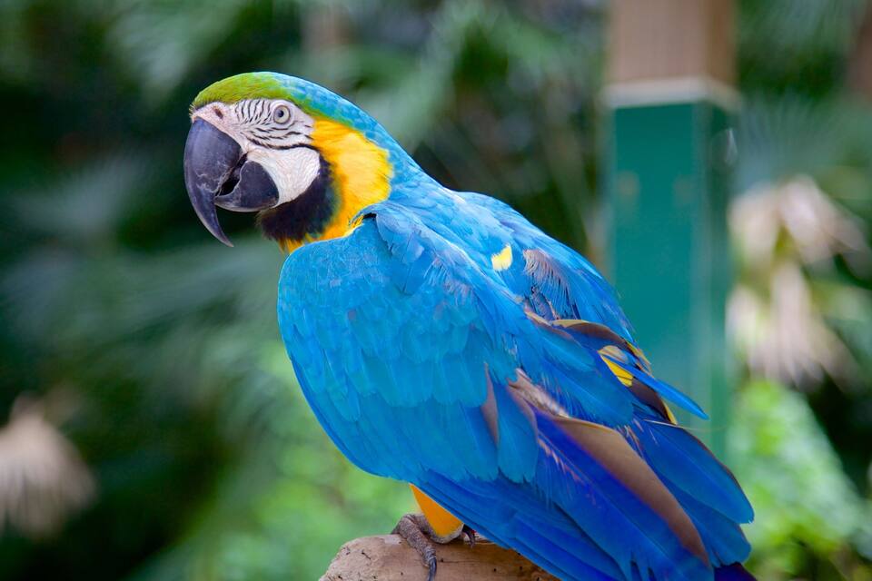 Een blauw-gele ara zit op een tak.