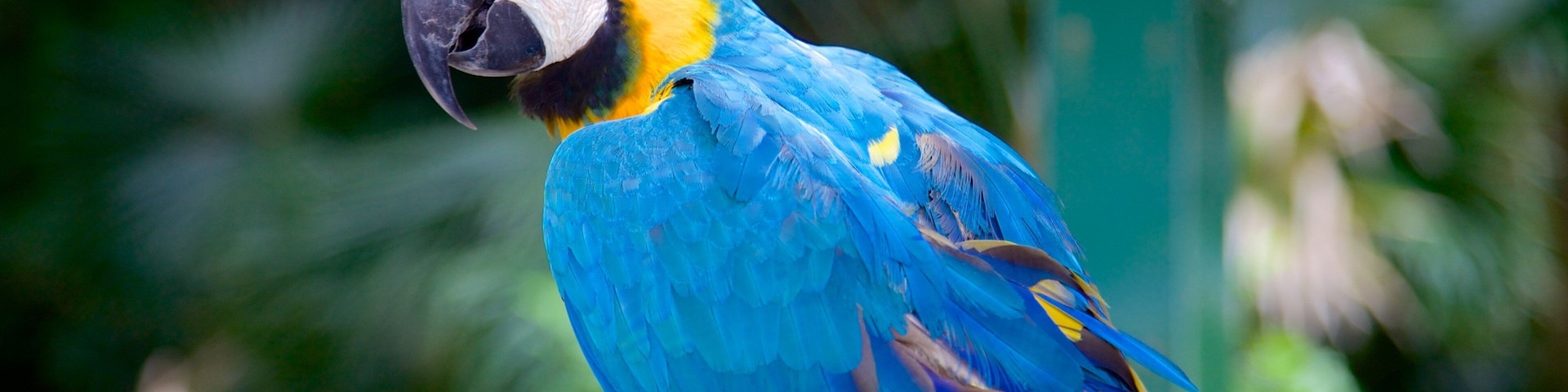 Sarasota Jungle Gardens welches beinhaltet Vögel