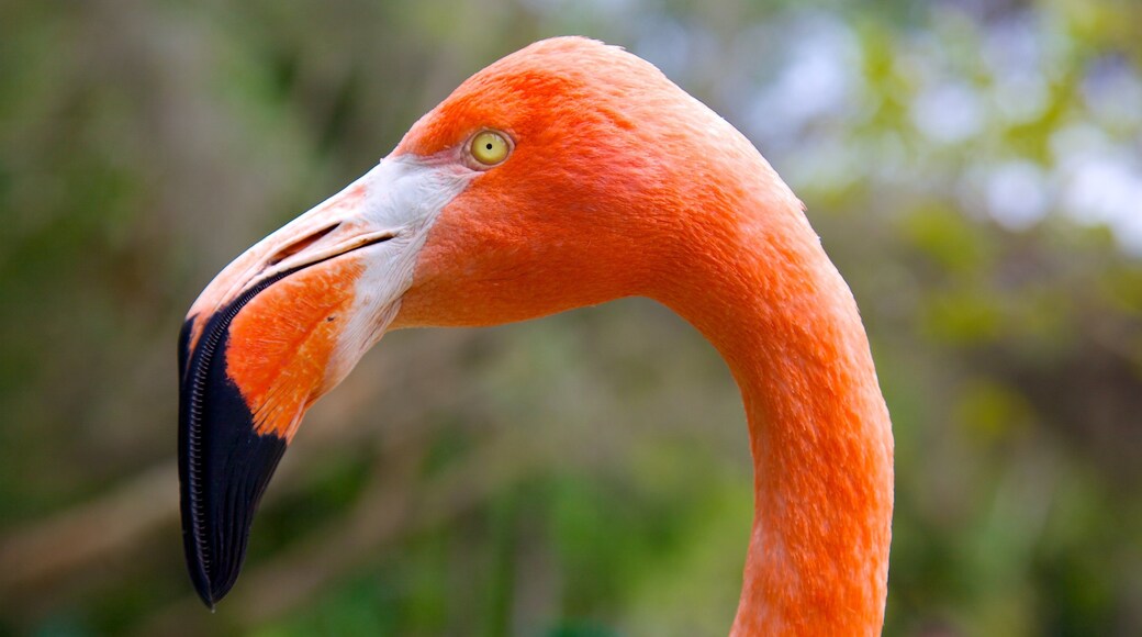 Sarasota Jungle Gardens mettant en vedette vie des oiseaux