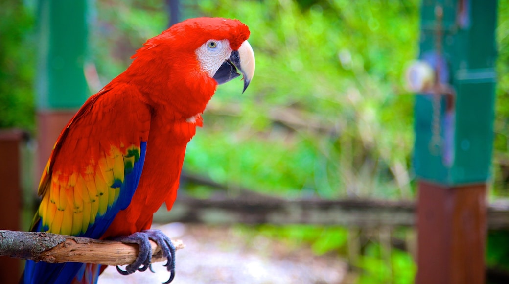 Sarasota Jungle Gardens featuring bird life and zoo animals