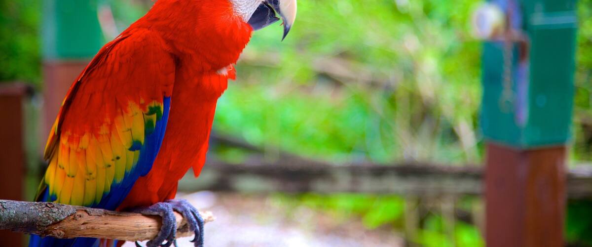 Sarasota Jungle Gardens featuring bird life and zoo animals