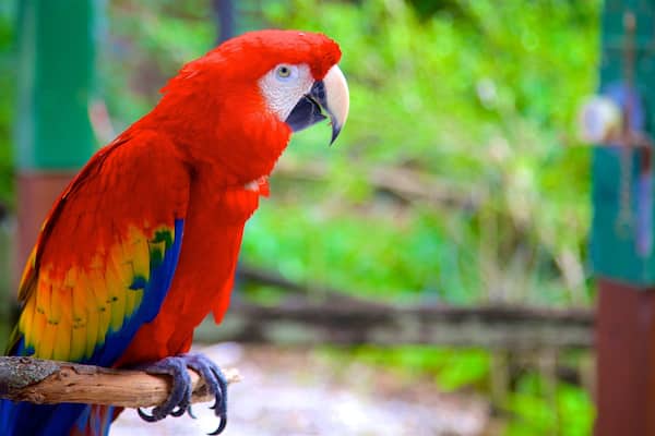 サラソータ ジャングル ガーデンズ 表示 動物園の動物 と 鳥