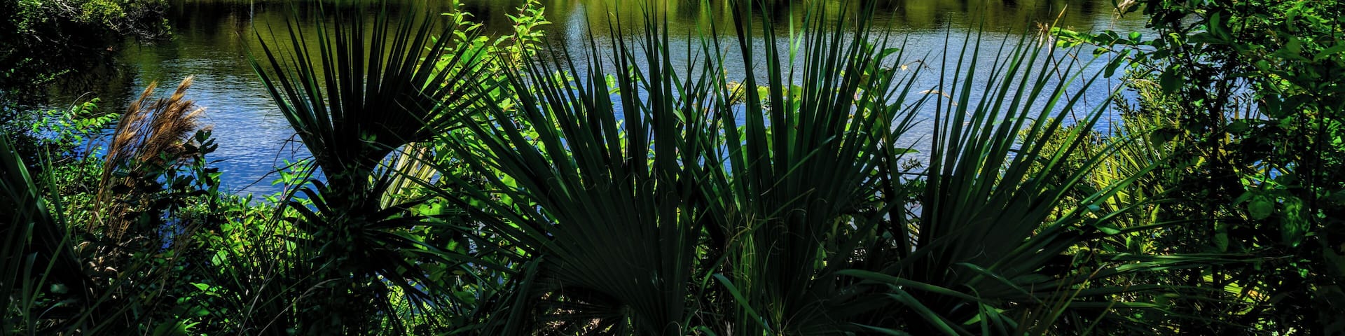 The Myakka river in all its beauty, blue skies, calm waters and amazing landscapes.