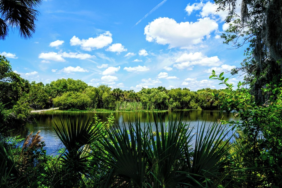 The Myakka river in all its beauty, blue skies, calm waters and amazing landscapes.