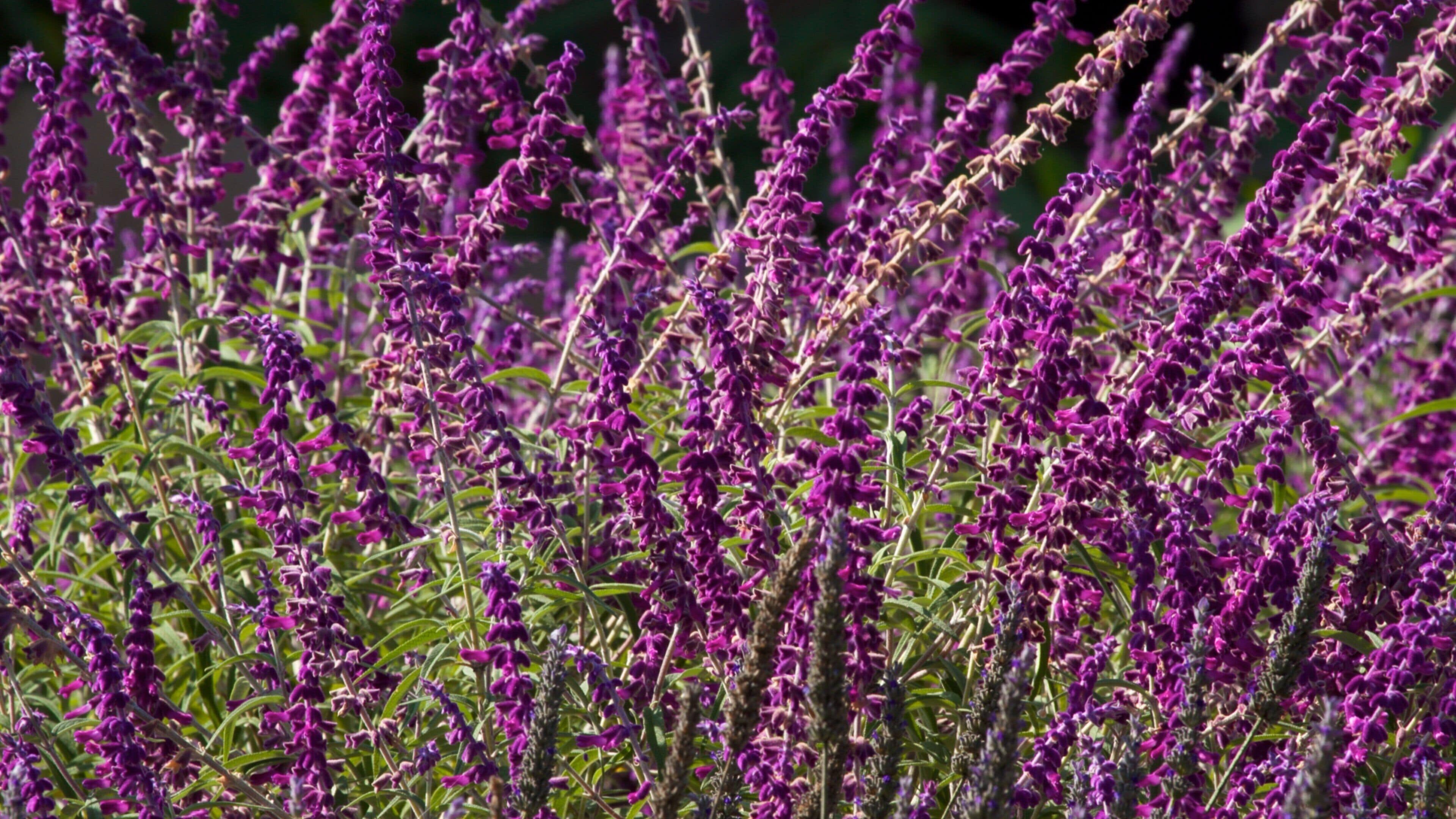 Mission San Juan Capistrano which includes flowers and wildflowers