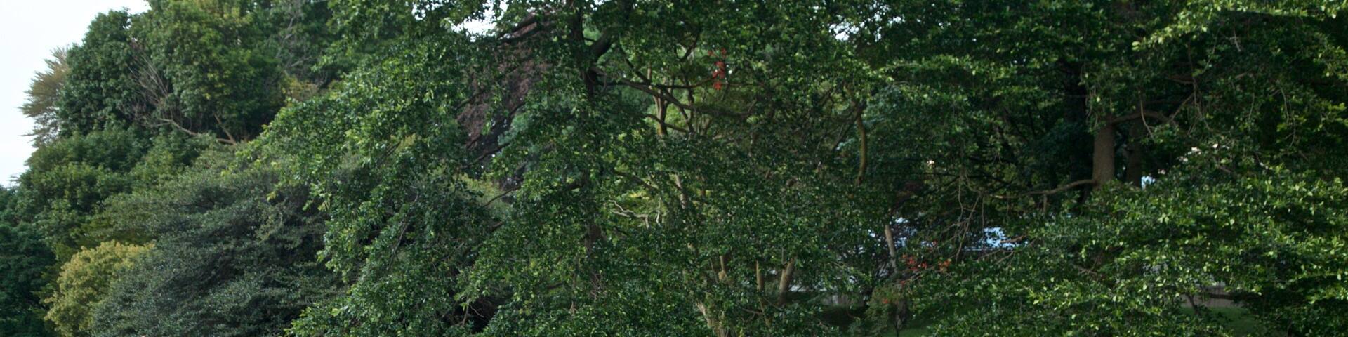 Highland Park que incluye flores, flores silvestres y un parque