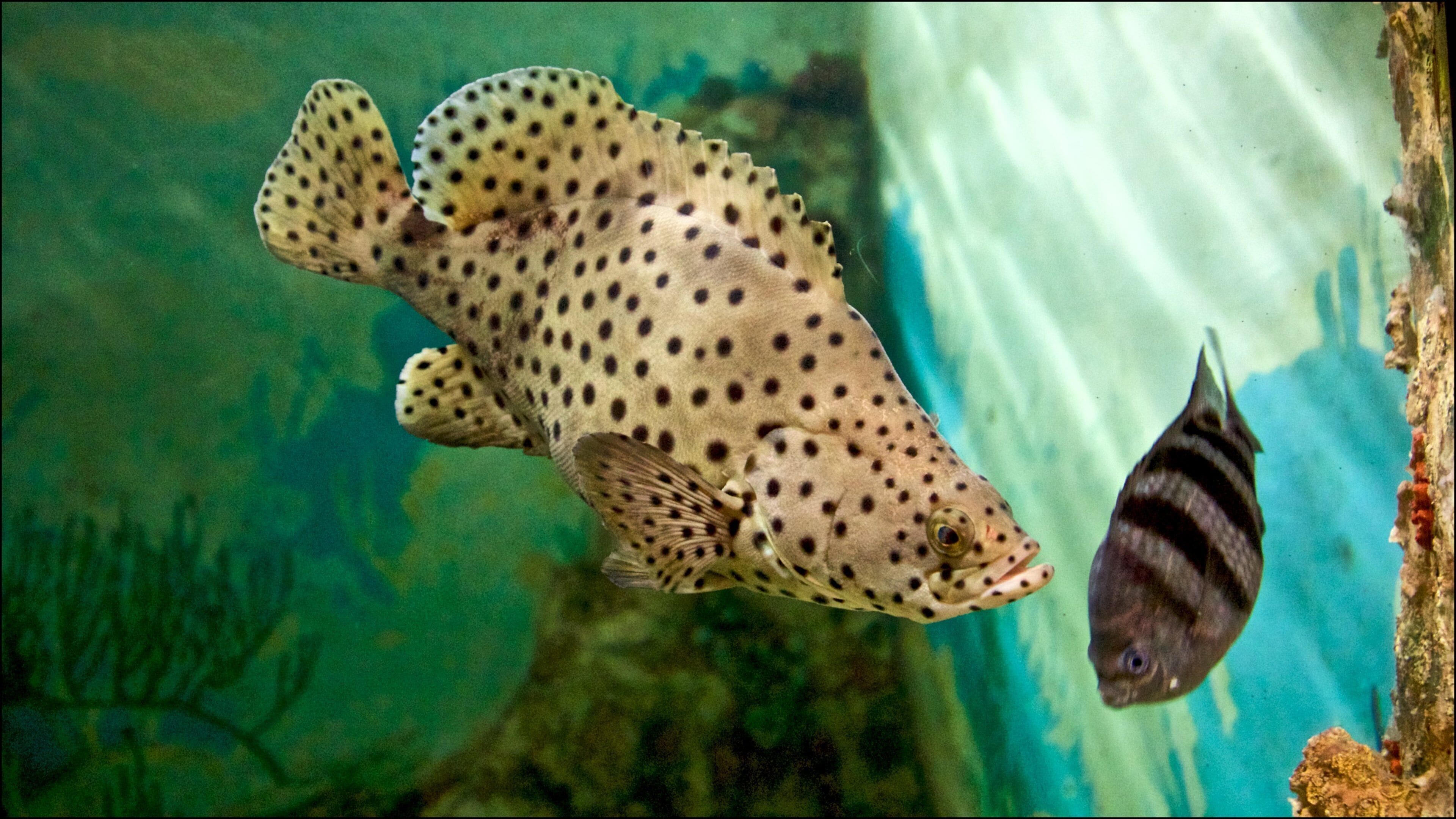 Rosamond Gifford Zoo which includes marine life