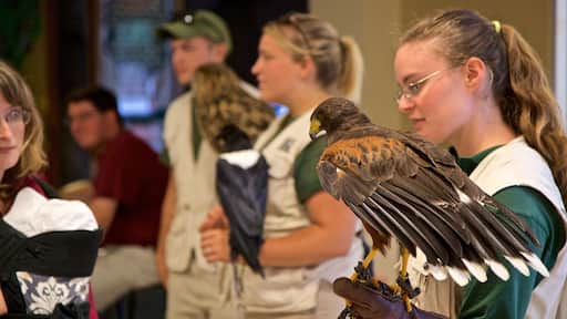 Rosamond Gifford zoologiske hage som inkluderer fugleliv og dyrehagedyr i tillegg til en kvinne