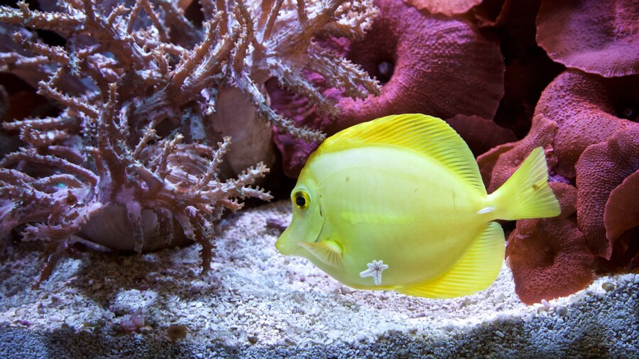 Rosamond Gifford Zoo which includes marine life