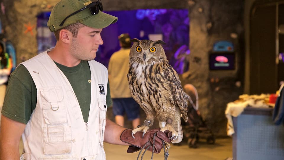 Rosamond Gifford Zoo which includes bird life and zoo animals as well as an individual male