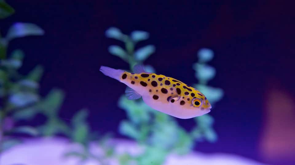 Rosamond Gifford Zoo featuring marine life