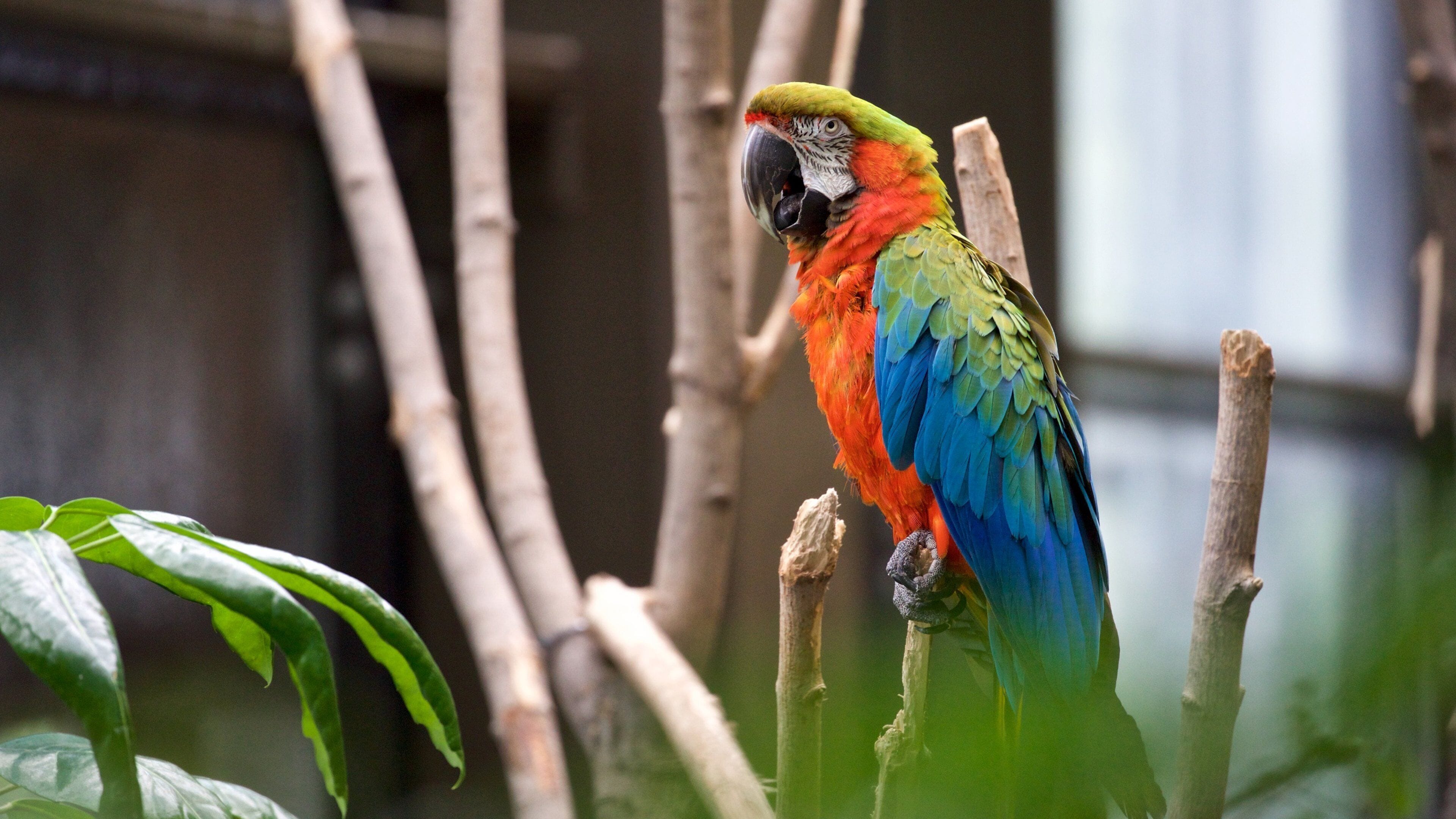 Rosamond Gifford Zoo showing bird life and zoo animals