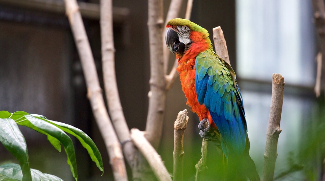 Rosamond Gifford Zoo showing bird life and zoo animals