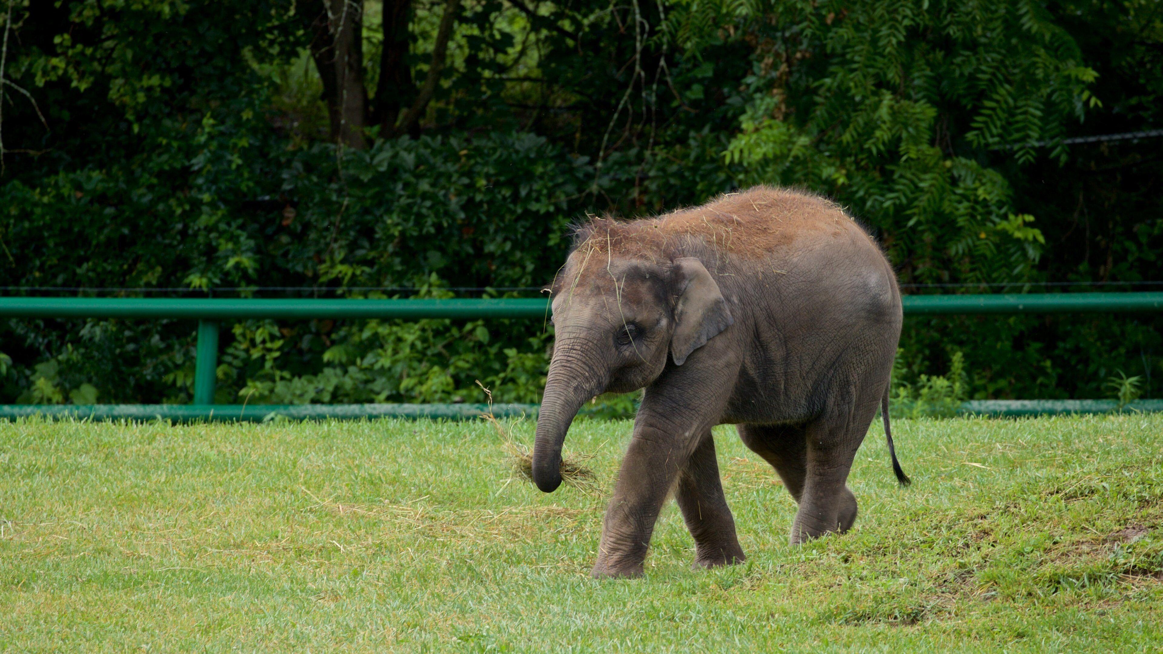 Rosamond Gifford Zoo which includes zoo animals and land animals