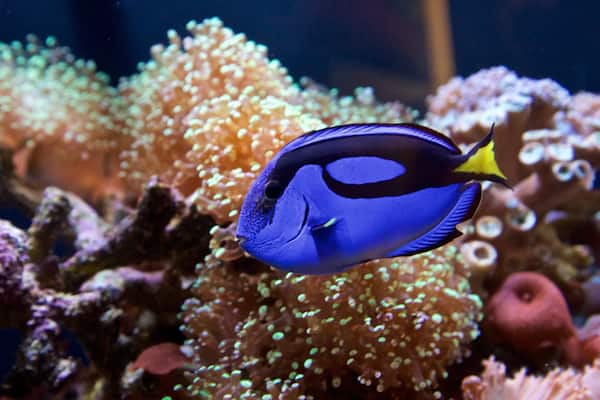 Rosamond Gifford Zoo showing marine life