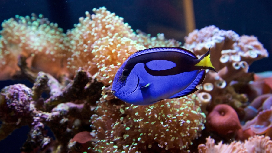 Rosamond Gifford Zoo which includes marine life