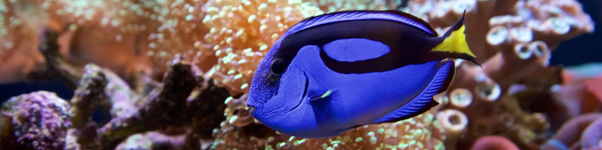Rosamond Gifford Zoo featuring marine life