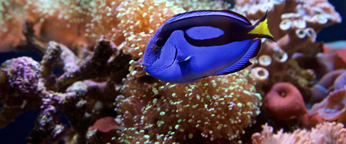 A blue fish swimming near coral reefs.
