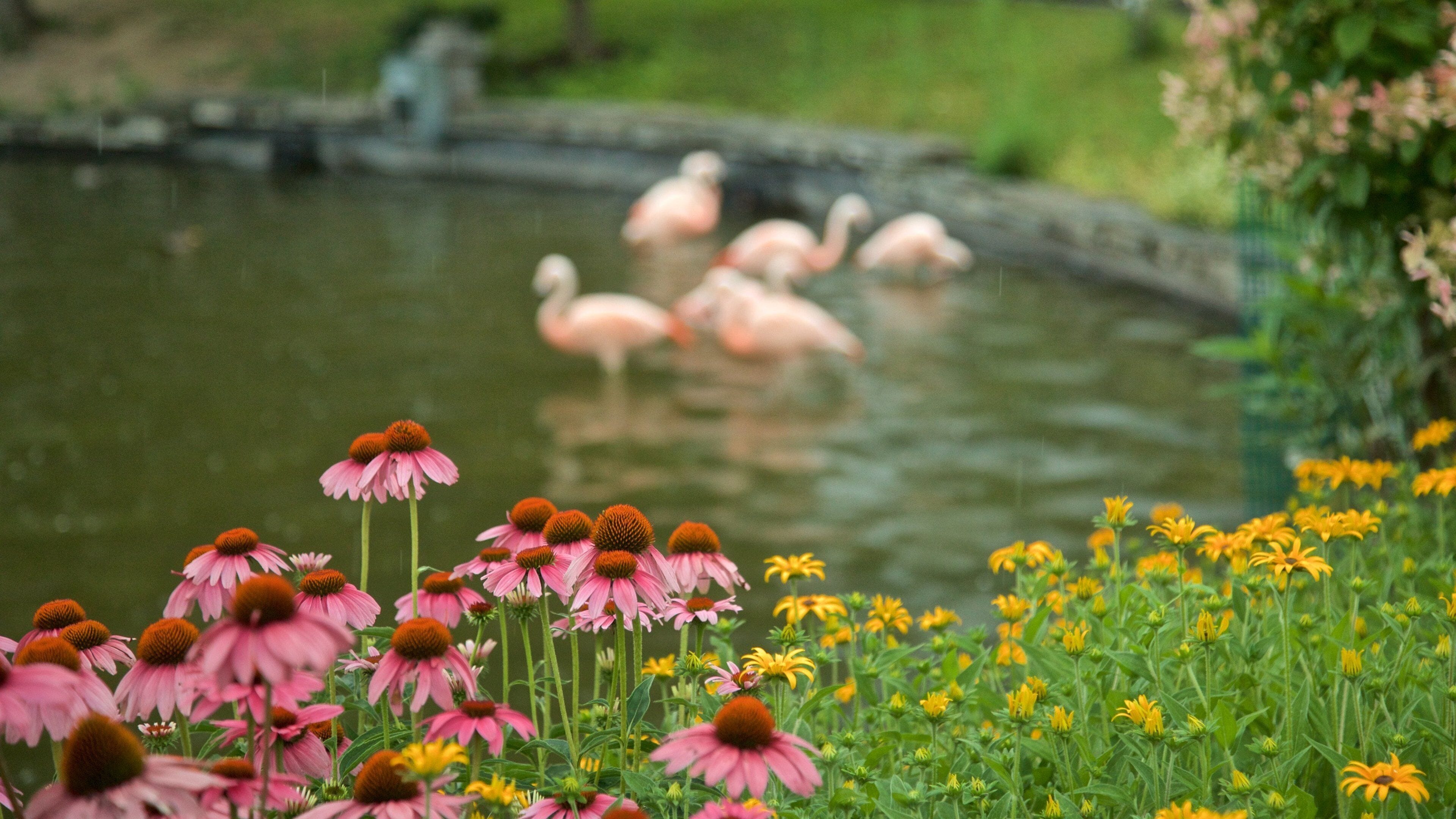 Rosamond Gifford Zoo which includes wildflowers, bird life and a pond