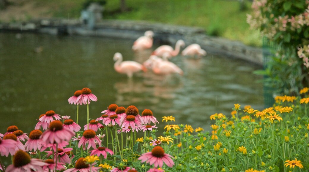 Rosamond Gifford Zoo mettant en vedette vie des oiseaux, mare et fleurs sauvages