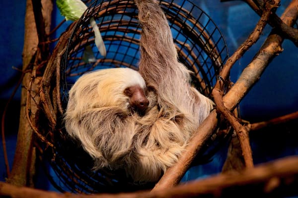 Rosamond Gifford Zoo mettant en vedette animaux de zoo et animaux domestiques ou inoffensifs