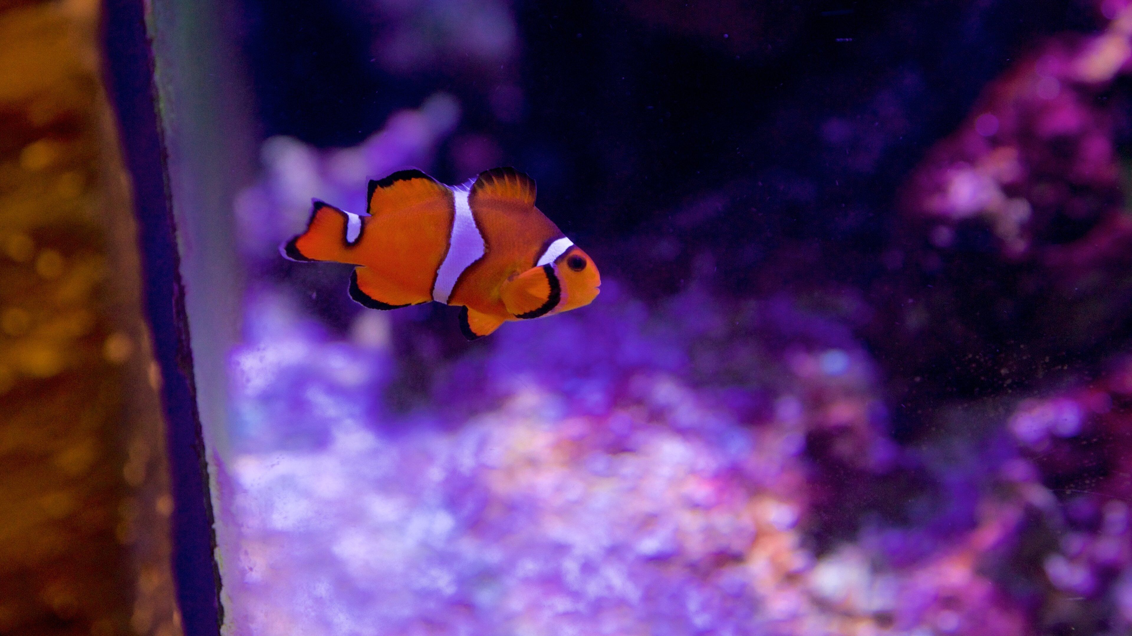 Museum of Science and Technology showing marine life