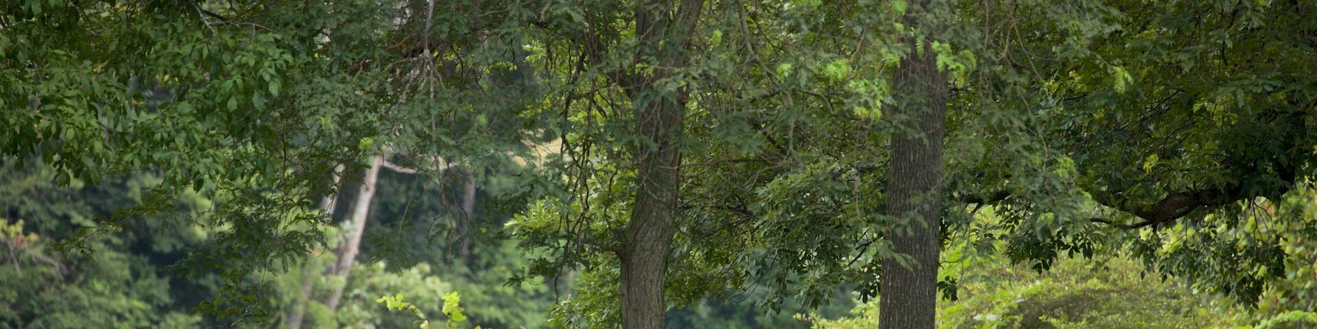 Lake Onondaga which includes cuddly or friendly animals, a park and hiking or walking