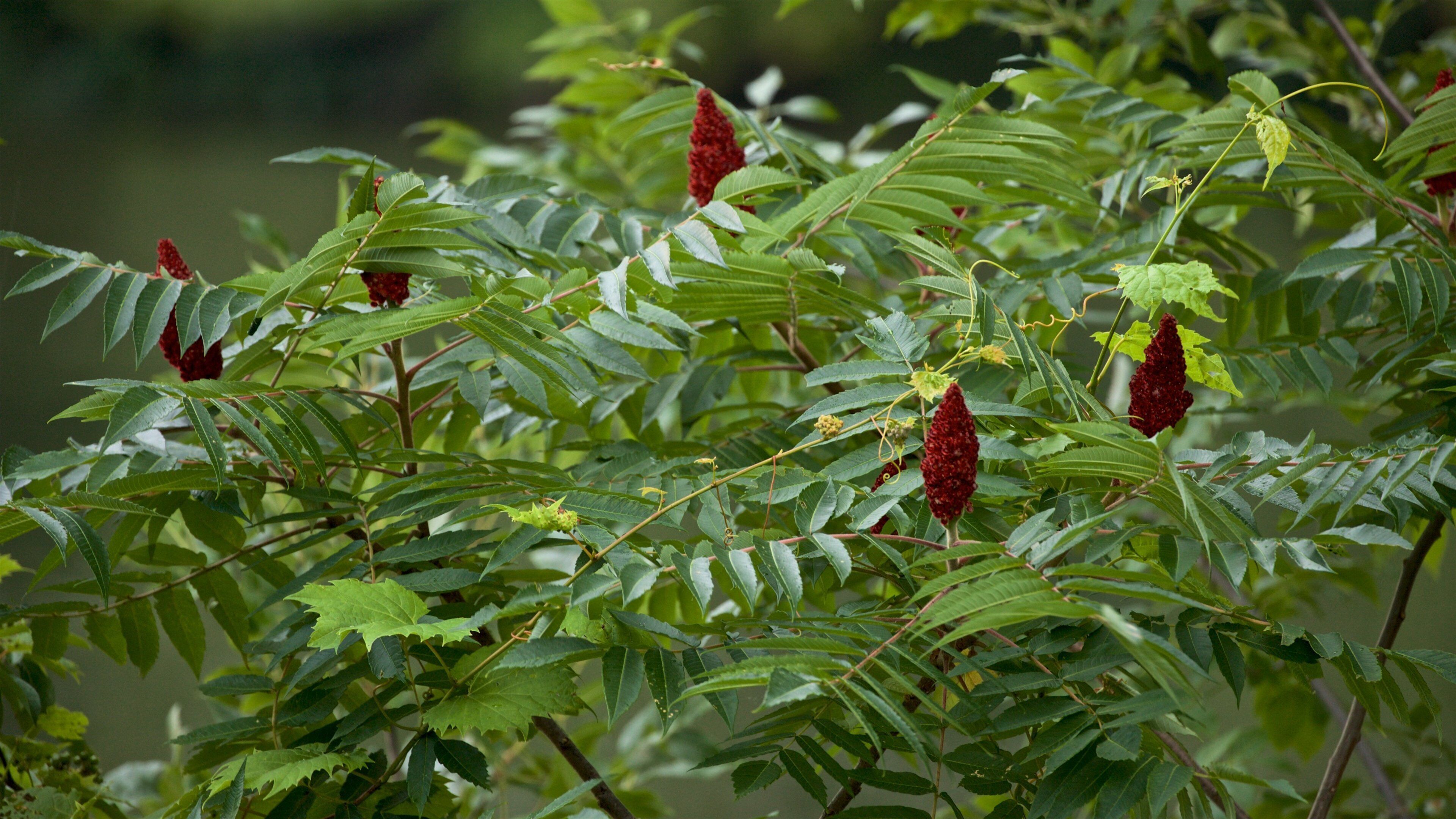 Lake Onondaga which includes wildflowers