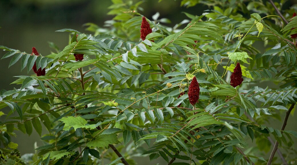 Lake Onondaga which includes wildflowers