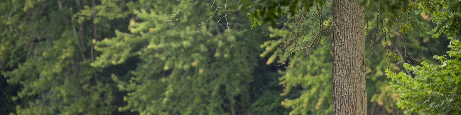 Lake Onondaga montrant jardin aussi bien que famille