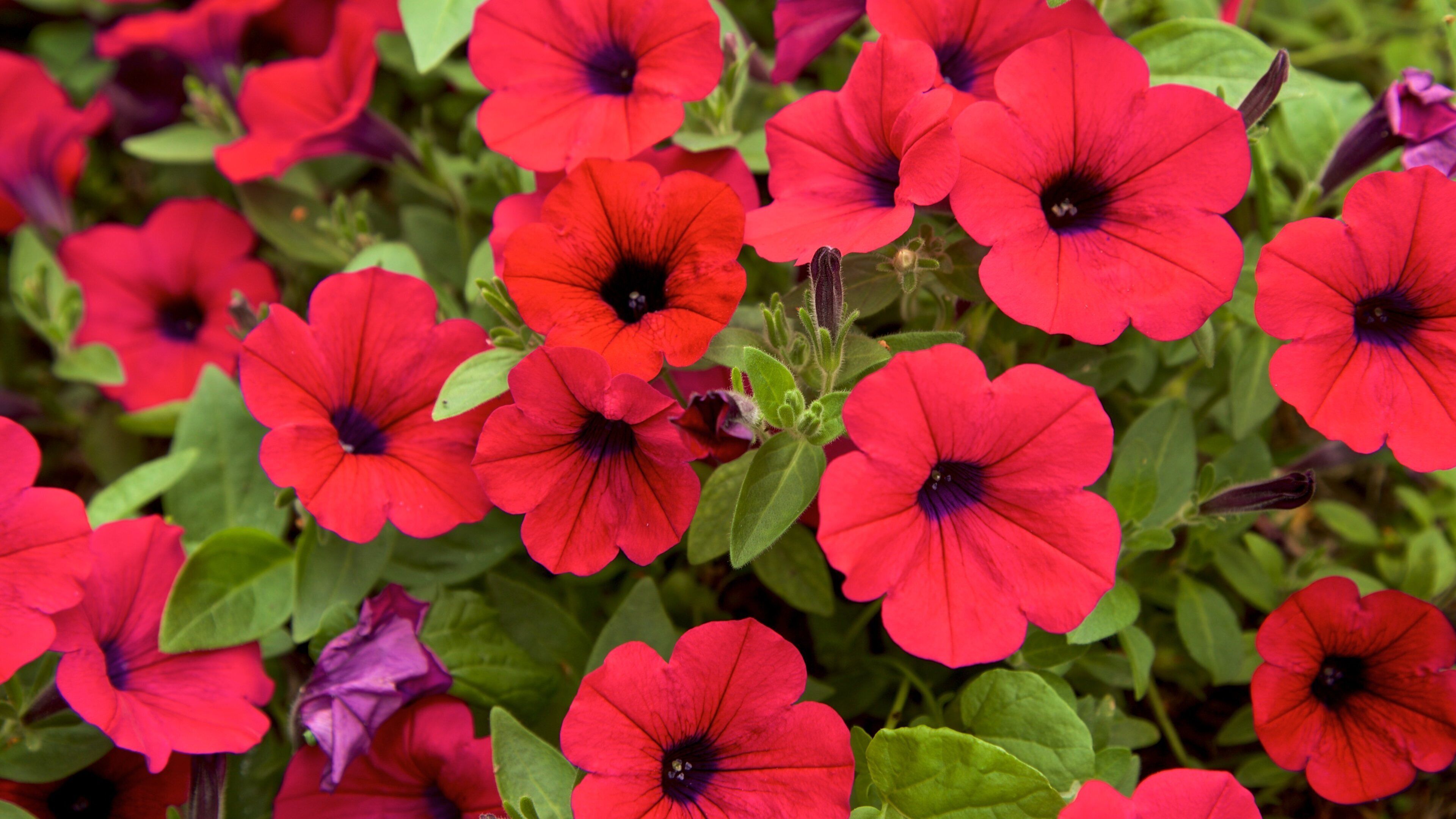 Thorndon Park mettant en vedette fleurs sauvages