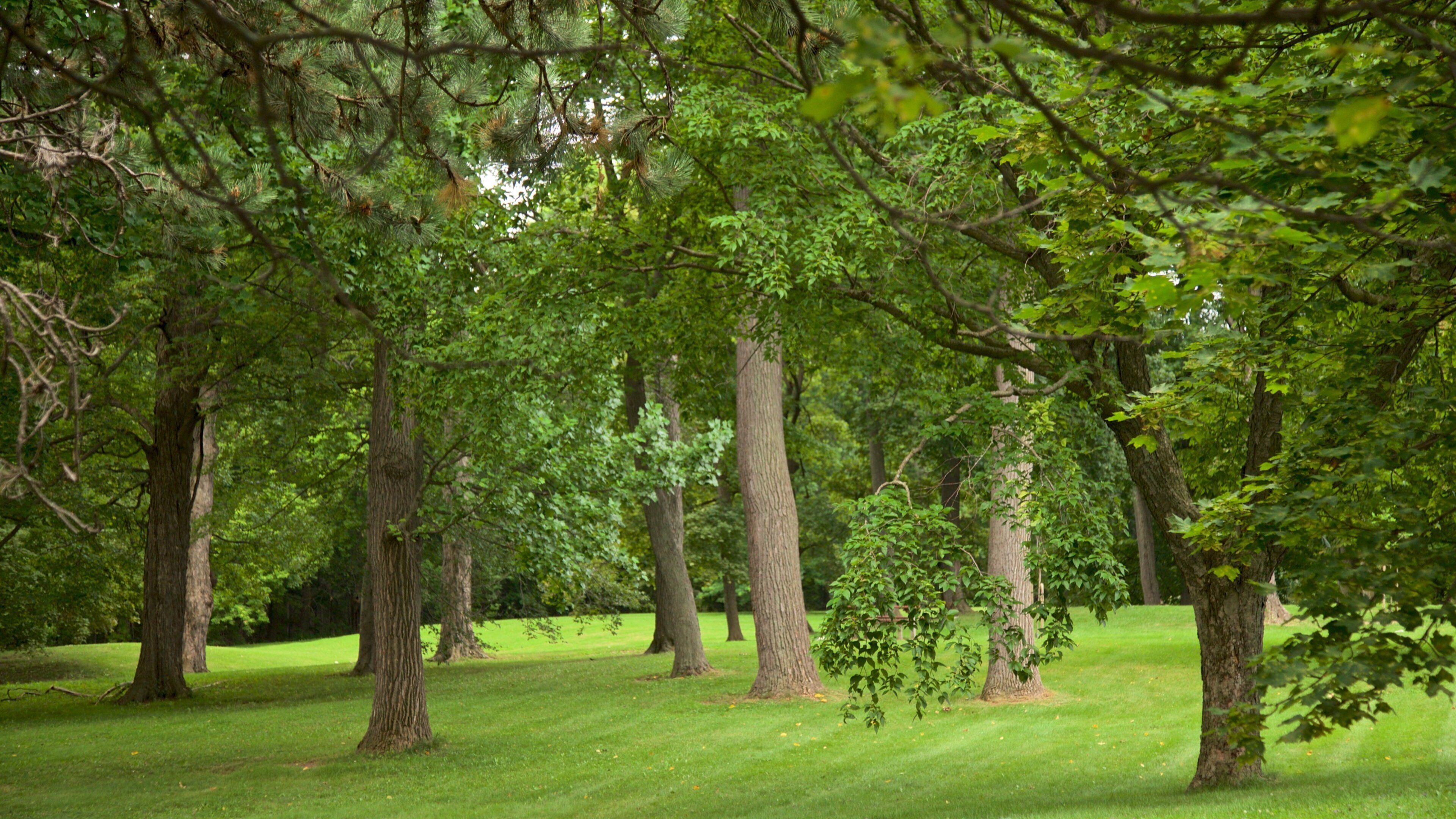 Thorndon Park featuring a garden
