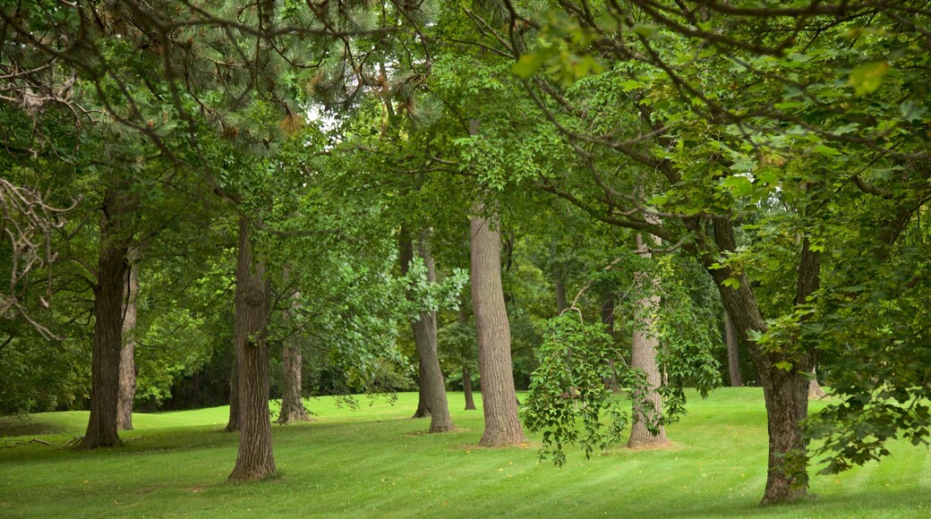 Thorndon Park montrant jardin