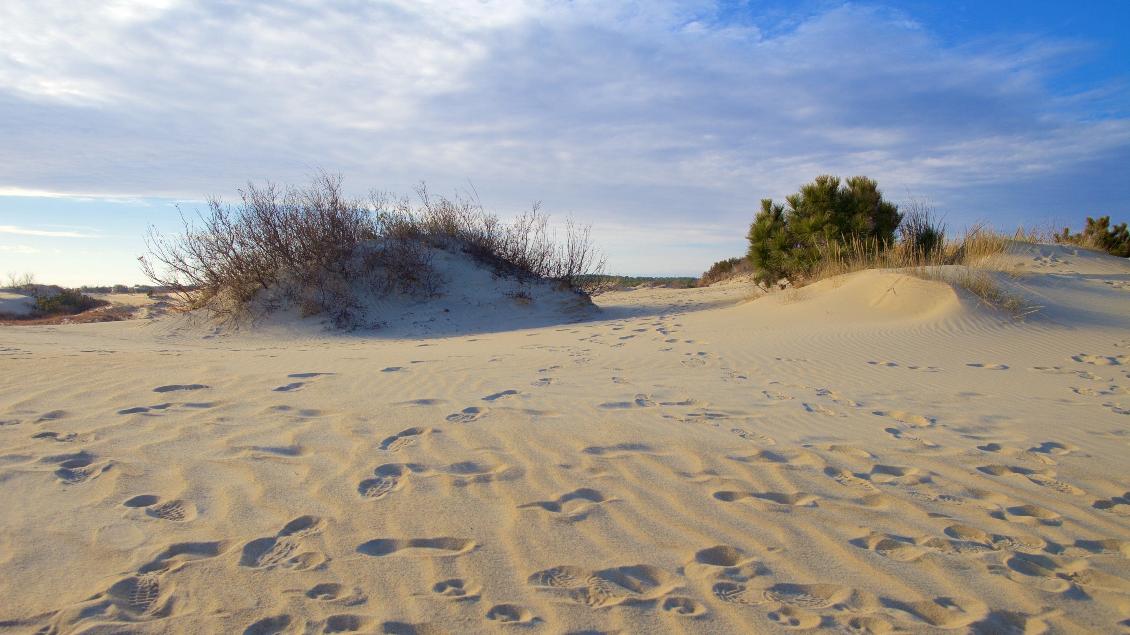 Jockey\'s Ridge State Park featuring tranquil scenes and desert views