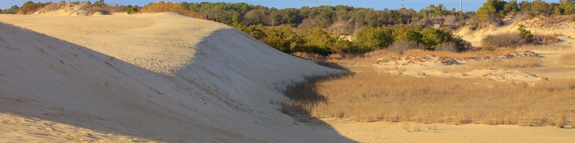 Jockey\'s Ridge State Park welches beinhaltet ruhige Szenerie