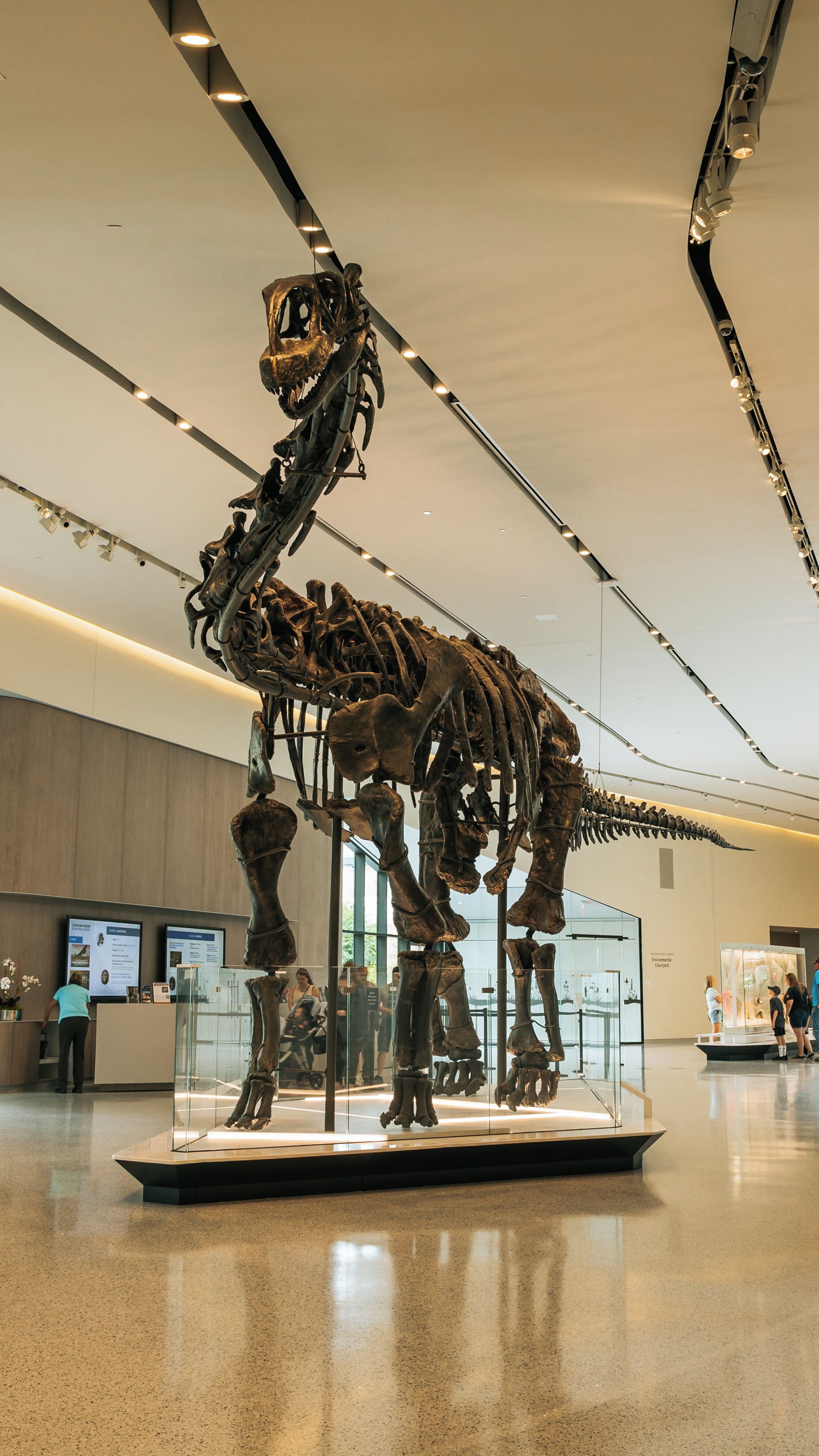 A large dinosaur skeleton exhibit in a museum.