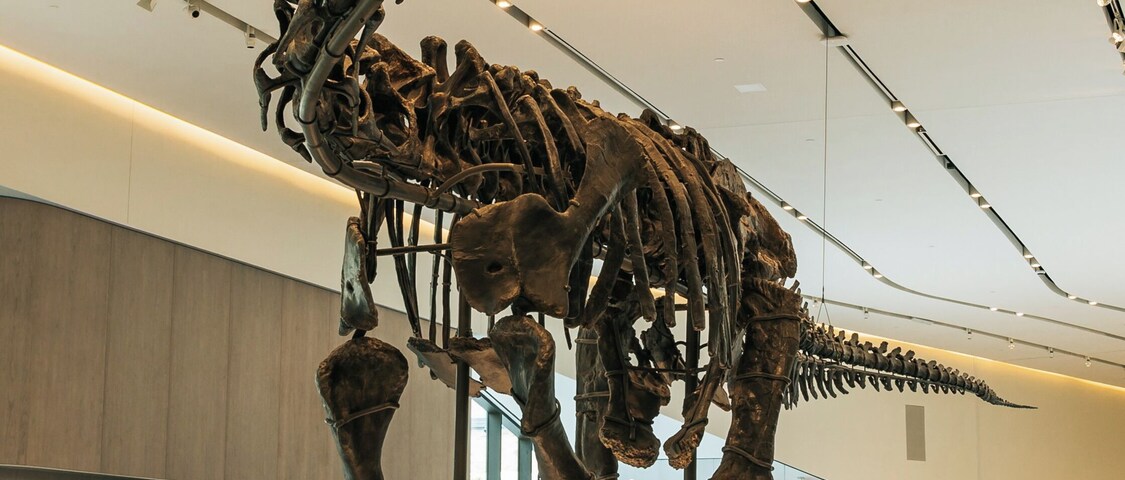 Grande exposição de esqueletos de dinossauros em um museu.
