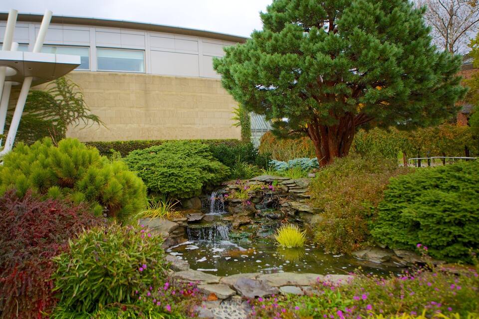 A garden with a pond, various plants, and a large tree.
