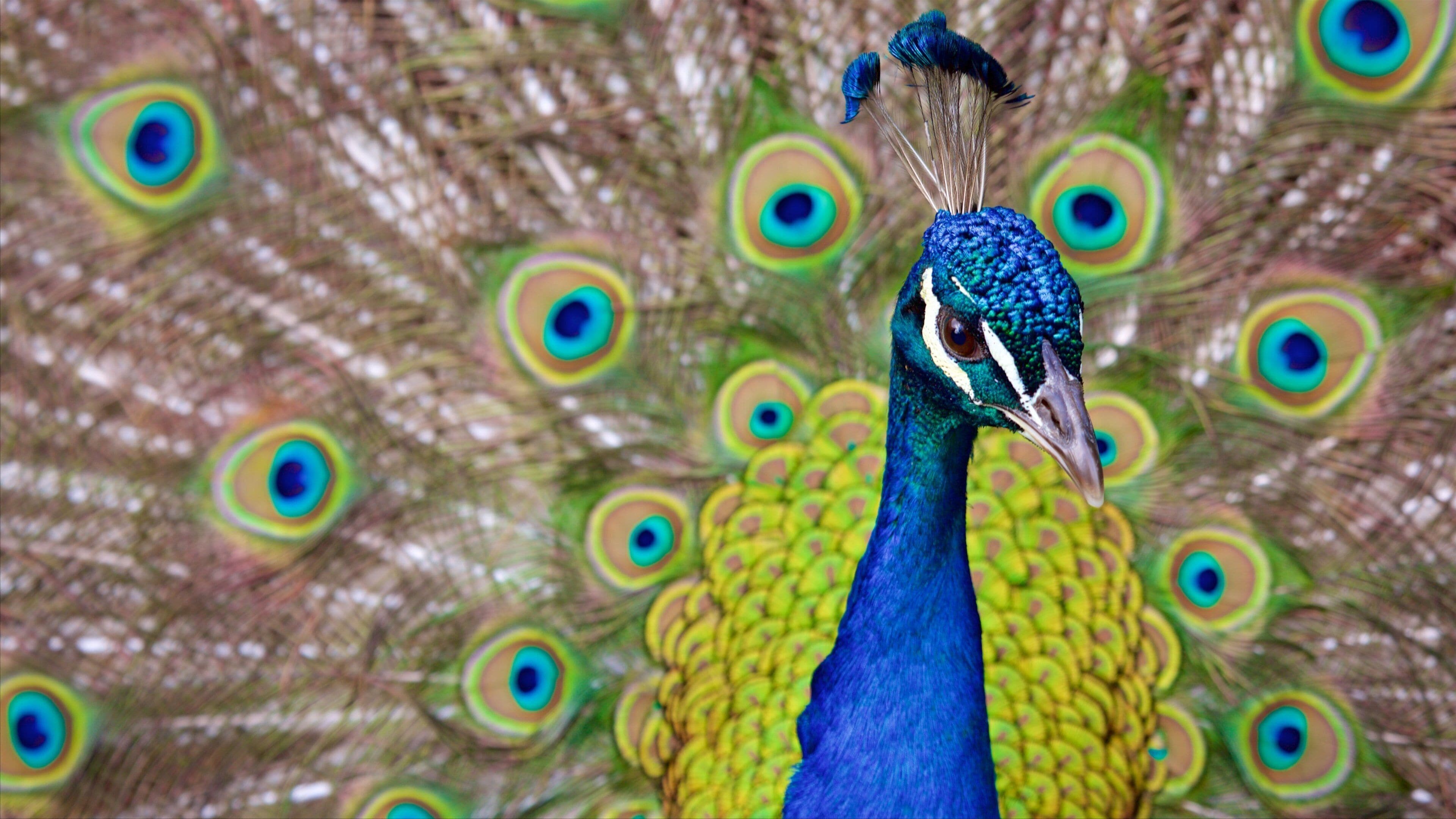 Cincinnati Zoo and Botanical Garden which includes bird life