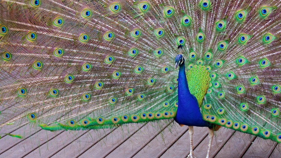 Cincinnati Zoo and Botanical Garden