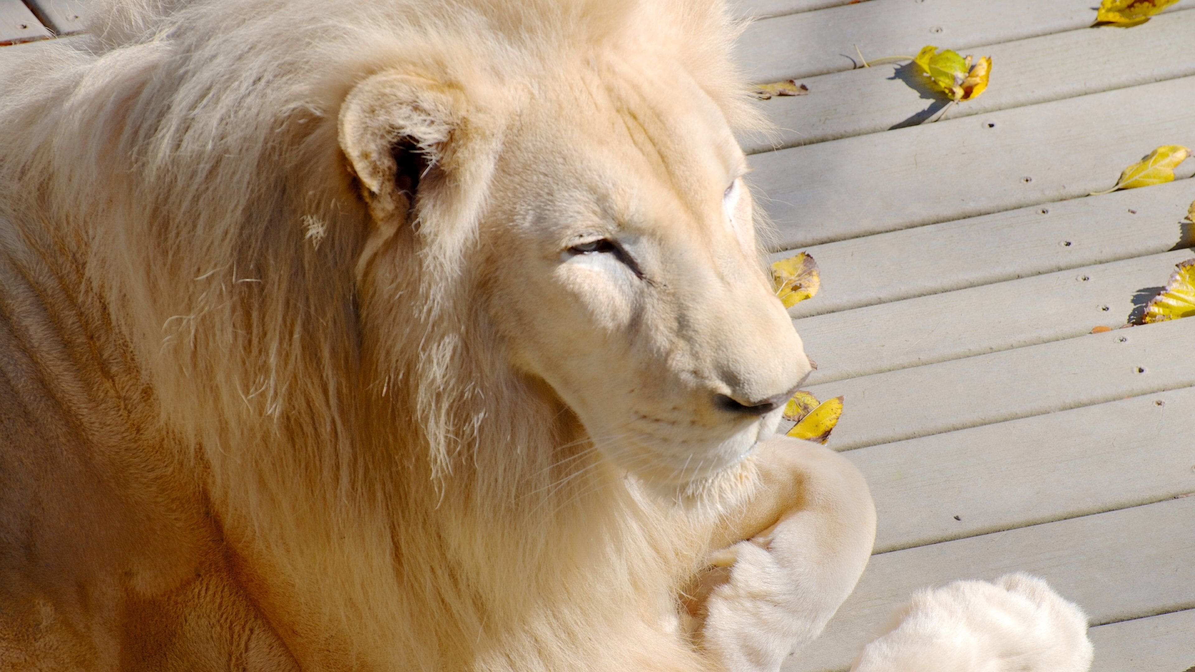 辛辛那提動物園和植物園 设有 動物園裡的動物 和 危險動物