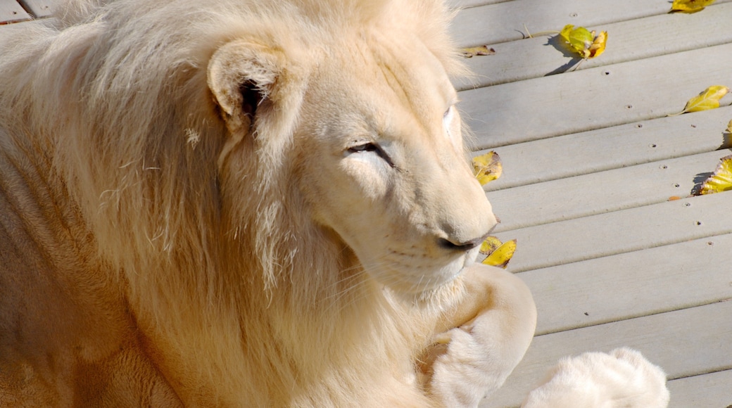 辛辛那提動物園和植物園 设有 動物園裡的動物 和 危險動物