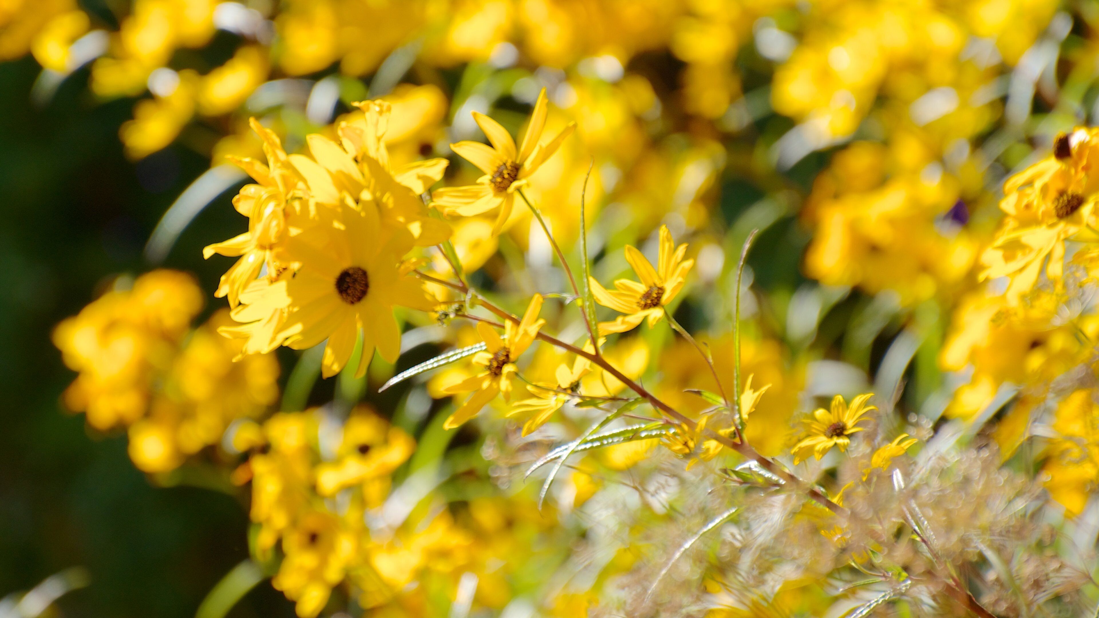 辛辛那提動物園和植物園 设有 花卉 和 野花