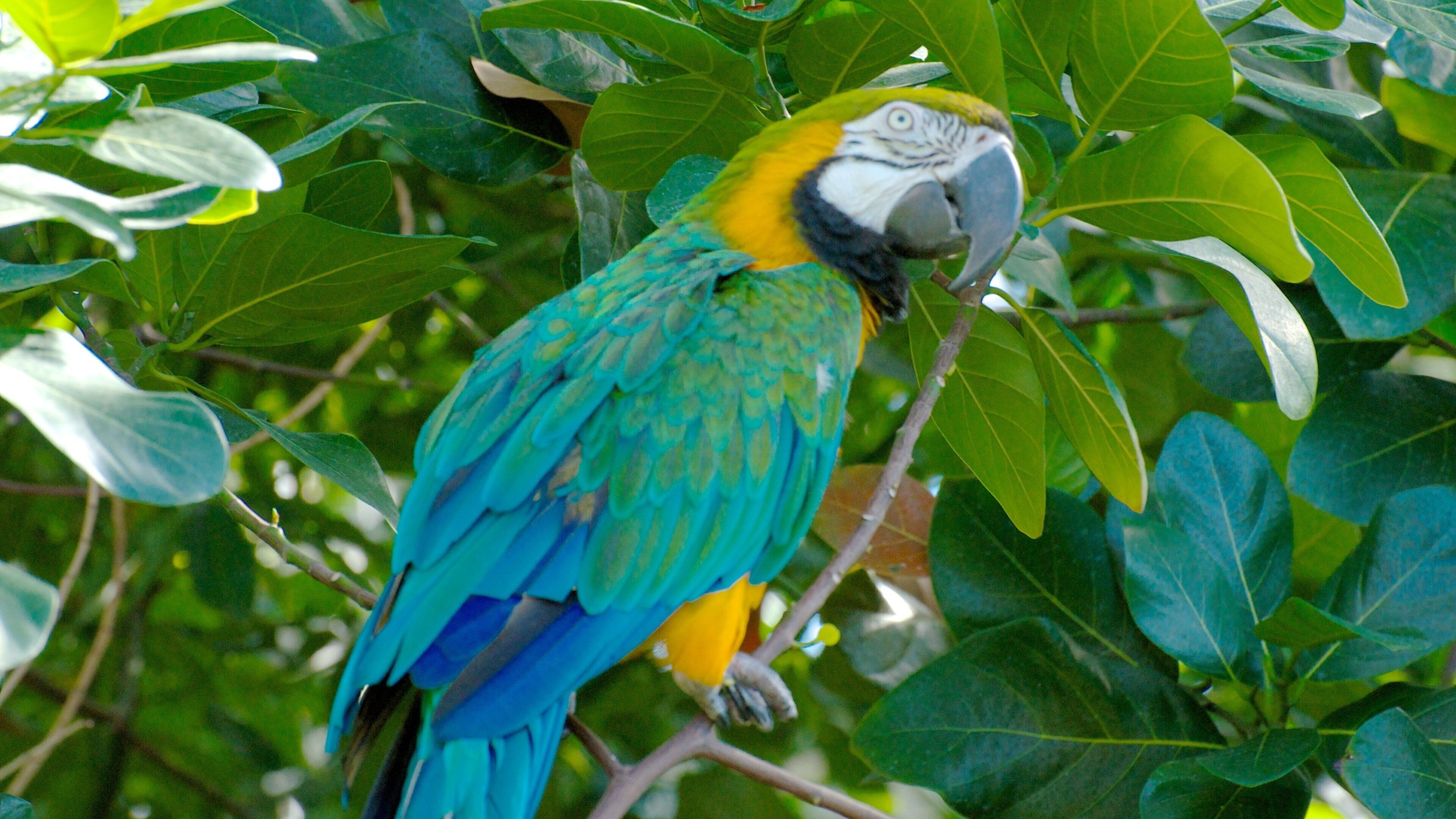 辛辛那提動物園和植物園 呈现出 鳥禽動物, 花園 和 動物園的動物