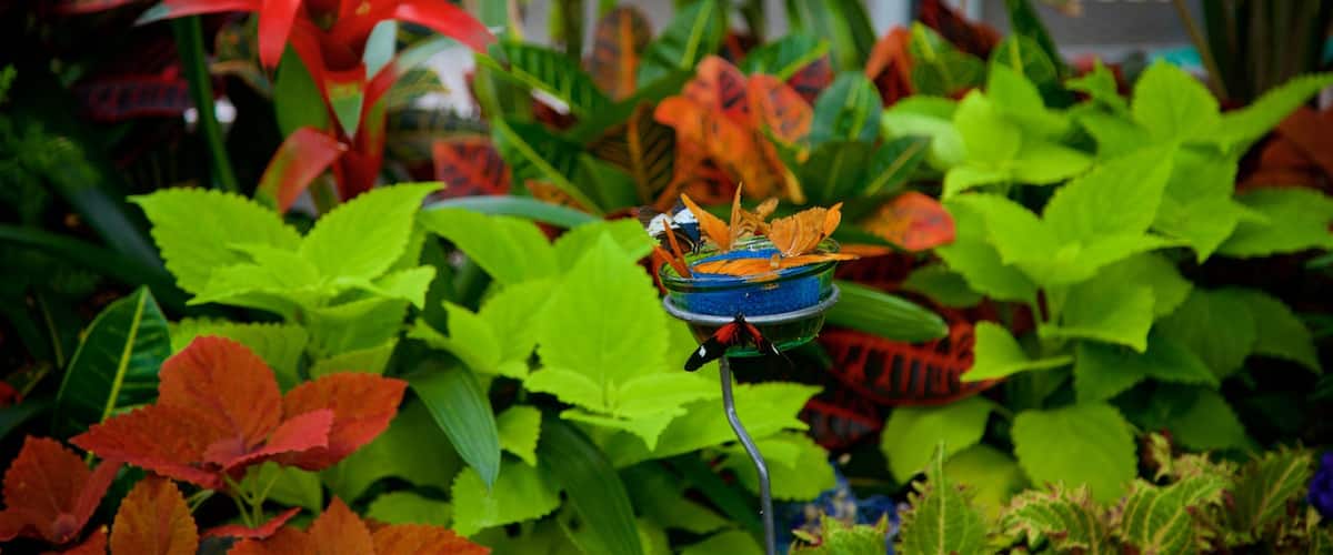 Krohn Conservatory