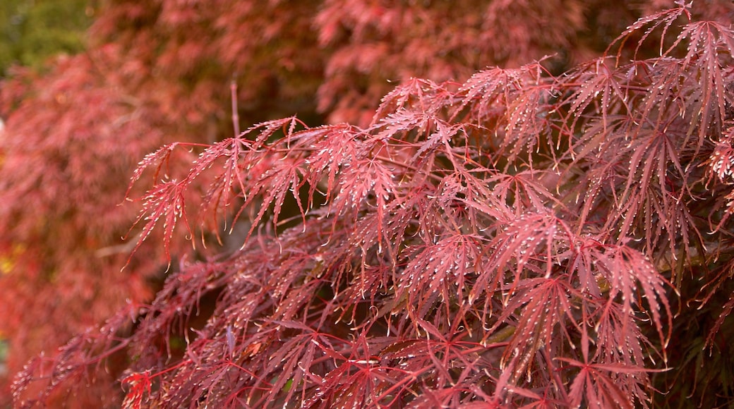 克羅恩音樂學院 设有 秋色 和 野花